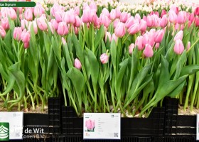 Tulipa Signum ® (1)